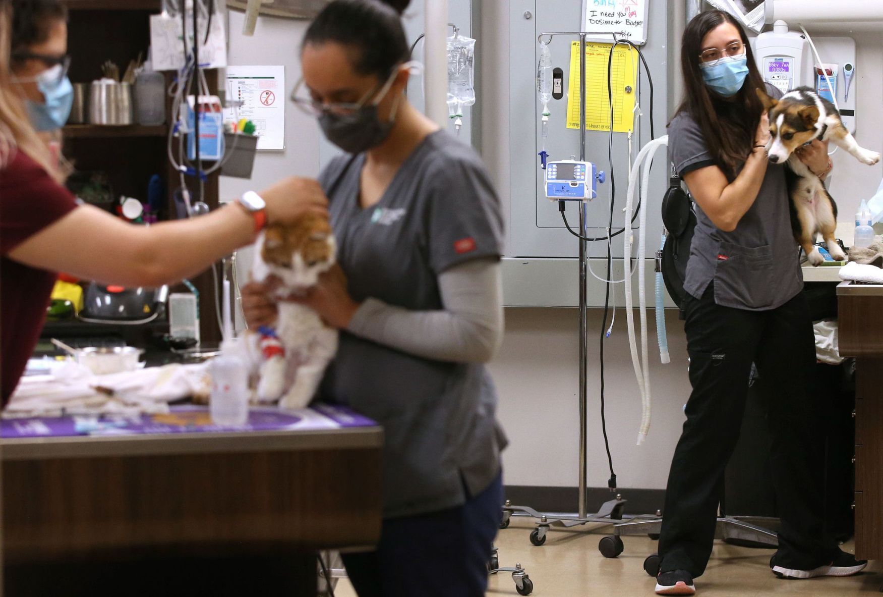20210730-AMX-US-NEWS-AFTER-PANDEMIC-PUPS-LOCAL-VETERINARY-1-TB.jpg